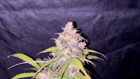 Review photo #1