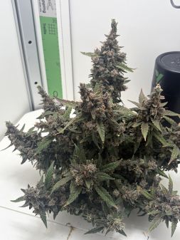 Review photo #1