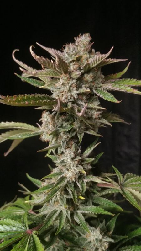 Review photo #4