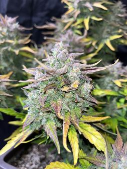 Review photo #5