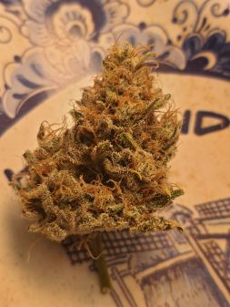 Review photo #6