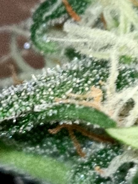 Review photo #4