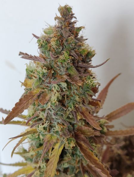 Review photo #2