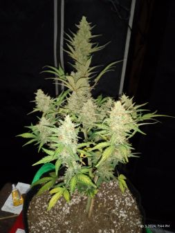 Review photo #4