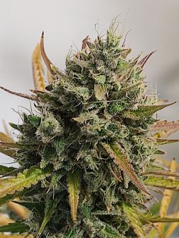 Review photo #6
