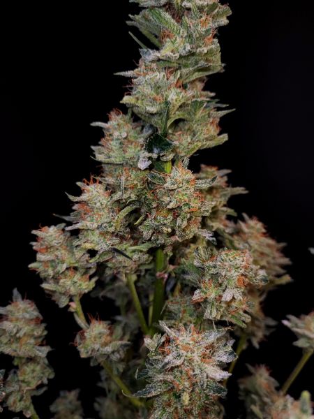 Review photo #2