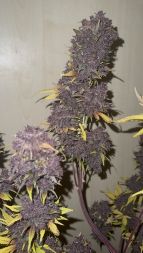 Review photo #3