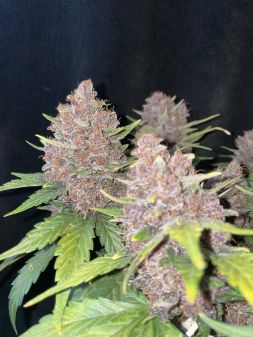 Review photo #2