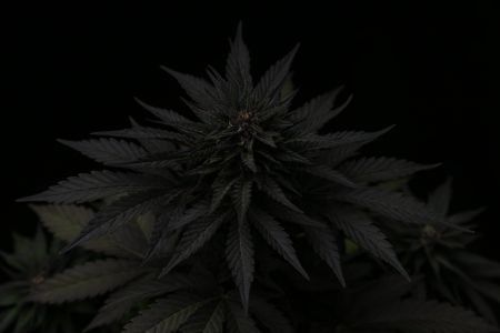 Review photo #4