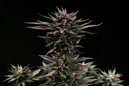 Review photo #5