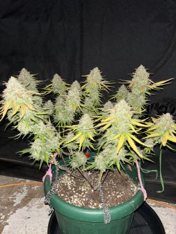 Review photo #3