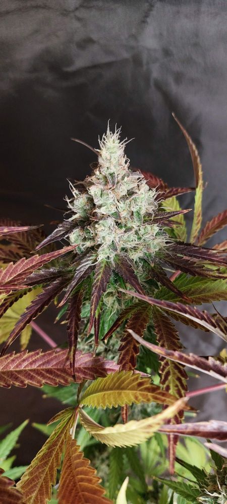 Review photo #4