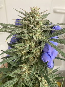 Review photo #5