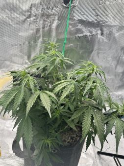 Review photo #7