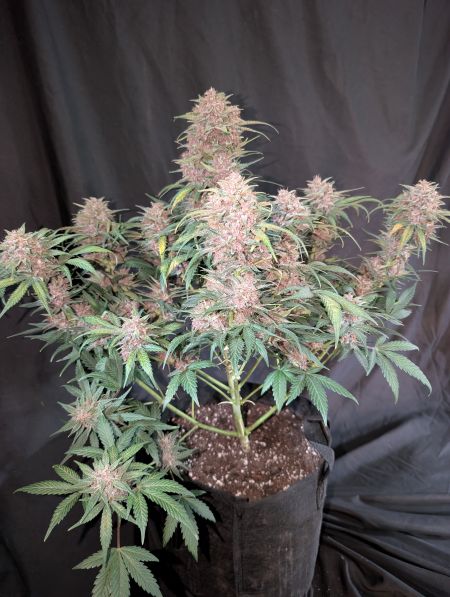 Review photo #4