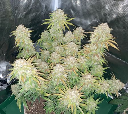 Review photo #10