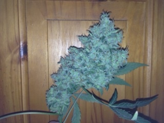 Review photo #1