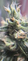 Review photo #7