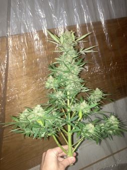 Review photo #5