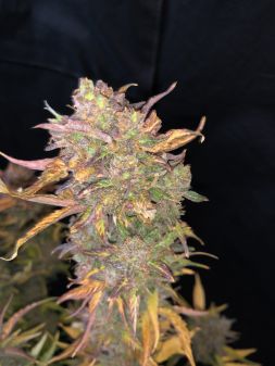 Review photo #4