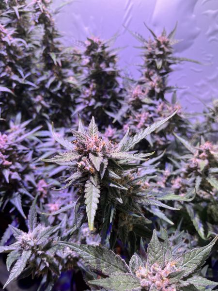 Review photo #4