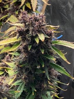 Review photo #4