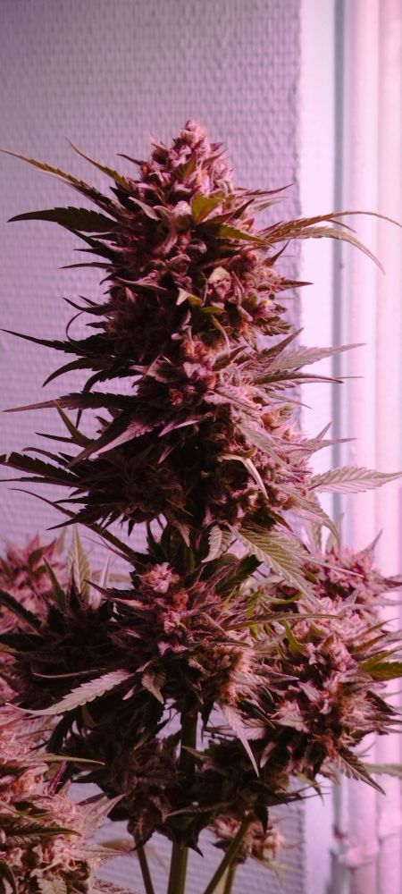 Review photo #6