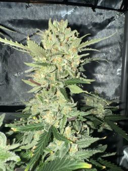Review photo #2