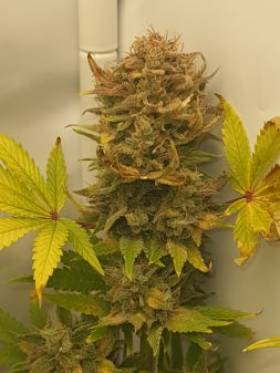 Review photo #5
