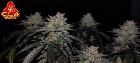 Review photo #9