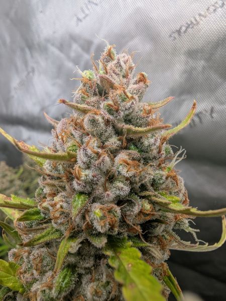 Review photo #2