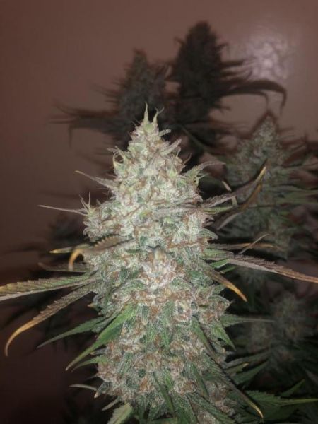Review photo #3