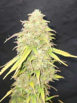Review photo #5