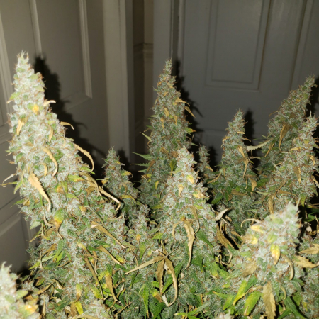 Review photo #2