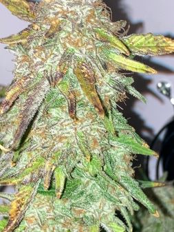 Review photo #7