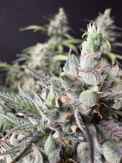 Review photo #5