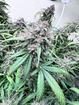 Review photo #5