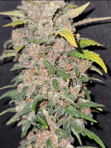 Review photo #2