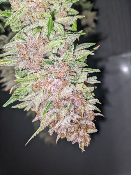 Review photo #5