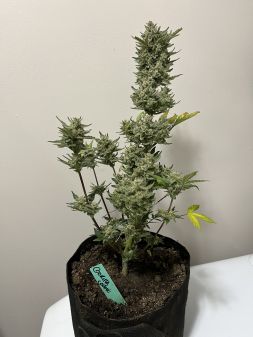 Review photo #1