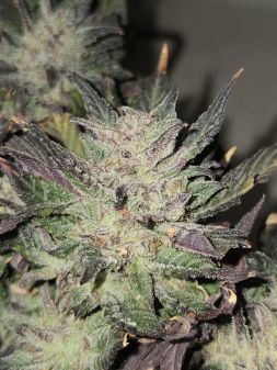 Review photo #2