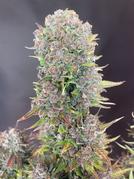 Review photo #7