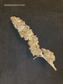 Review photo #2