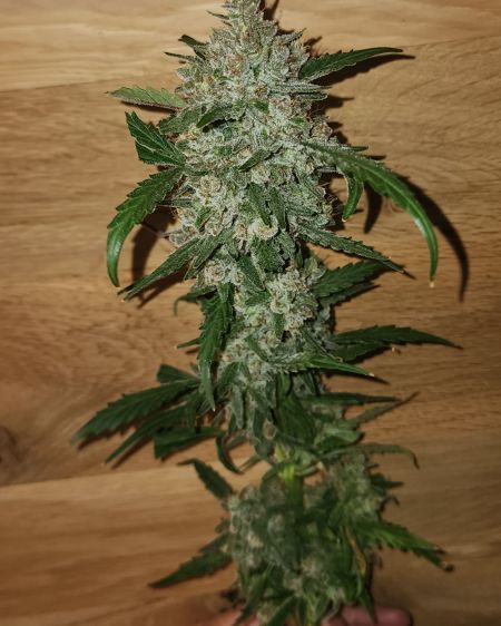 Review photo #1