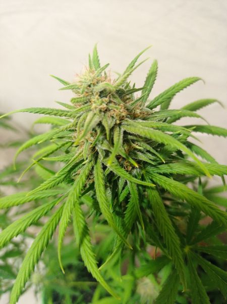 Review photo #4