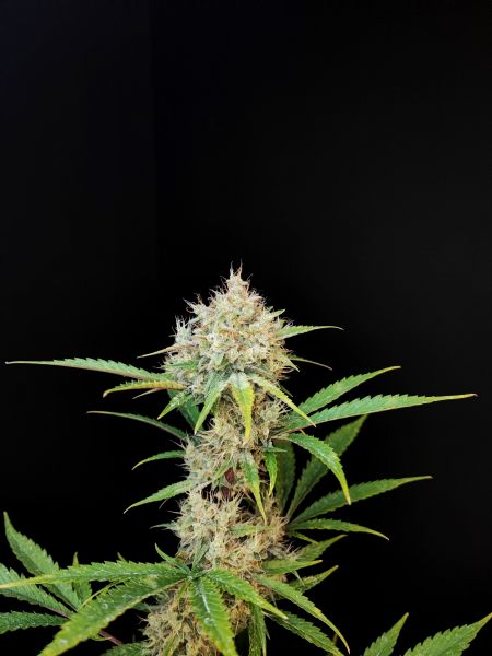 Review photo #4