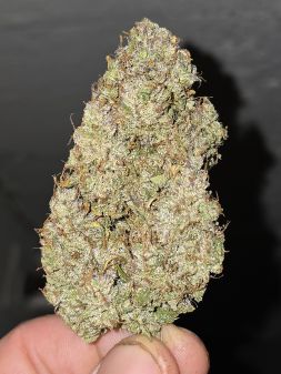Review photo #1