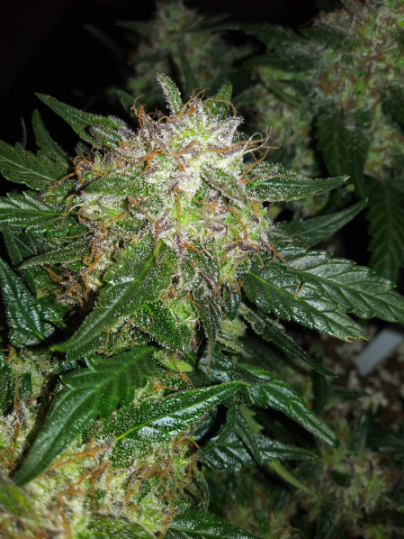 Review photo #1