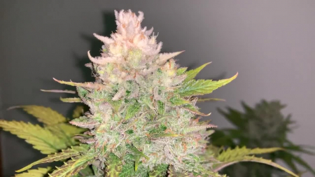 Review photo #1