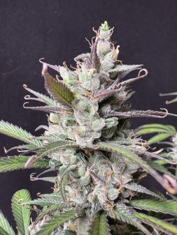 Review photo #3